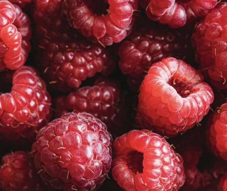 Framboises fraîches de saison